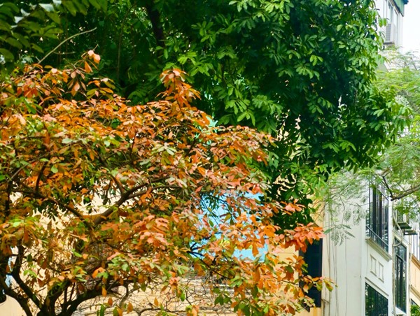 Đường phố Thủ đô dịu dàng mùa lộc vừng thay lá