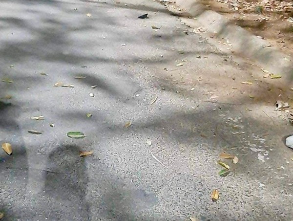 Tông xe máy vào gốc cây, nam thanh niên tử vong