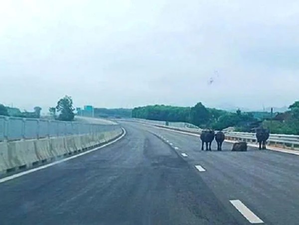 Hà Tĩnh: đàn trâu nhởn nhơ trên cao tốc Bắc - Nam