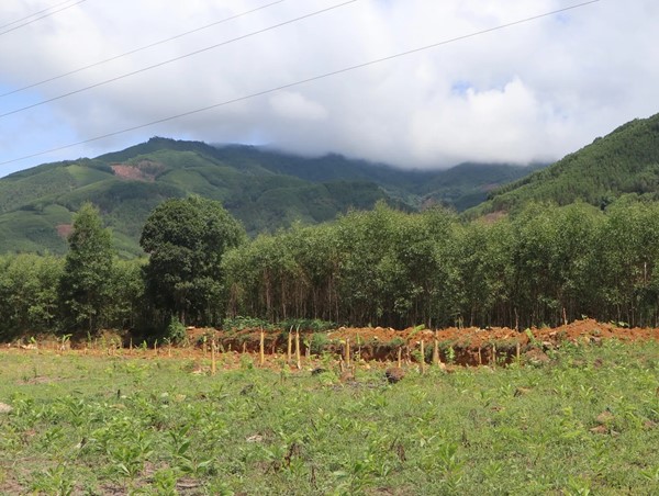 Cây trồng “mọc" như nấm sau mưa “chờ” cao tốc Quảng Ngãi - Kon Tum