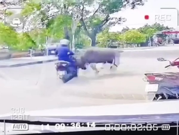 Người phụ nữ bị trâu "điên" húc gãy xương sườn khi đi xe máy