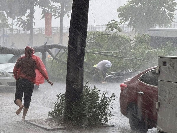 Hà Nội: cây đổ vào người đi đường trong cơn mưa lớn 