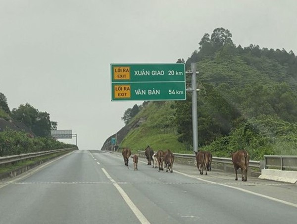Người dân thả rông đàn bò trên cao tốc Nội Bài - Lào Cai bị xử phạt