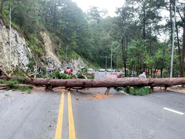 Đà Lạt: Cây thông cổ thụ bật gốc chắn ngang đèo Prenn khiến giao thông ùn tắc