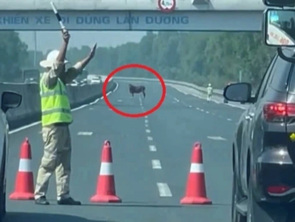 Cao tốc Hà Nội - Hải Phòng ùn ứ do xuất hiện bò đi lạc