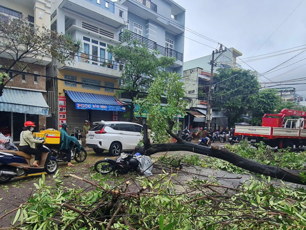 Cây hoa sữa lớn bật gốc ngã đè người đi xe máy