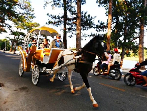 TP Đà Lạt: cấm xe ngựa hoạt động bên hồ Xuân Hương