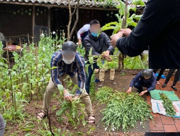 Trồng các loại cây có chứa chất ma túy bị phạt đến 10 triệu đồng