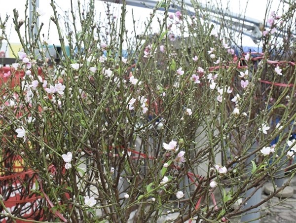 Hà Nội tổ chức 78 điểm chợ hoa xuân phục vụ Tết Nguyên đán 2022