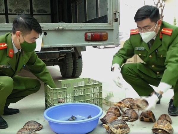 Công an quận Bắc Từ Liêm: Phát hiện ô tô đỗ trên đường chứa 100 cá thể rùa quý hiếm