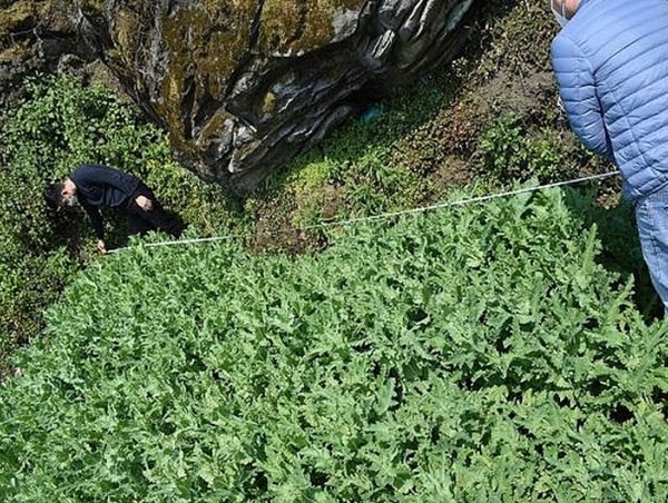 Trồng gần 2.000 cây thuốc phiện trong vườn nhà để bán kiếm lời 