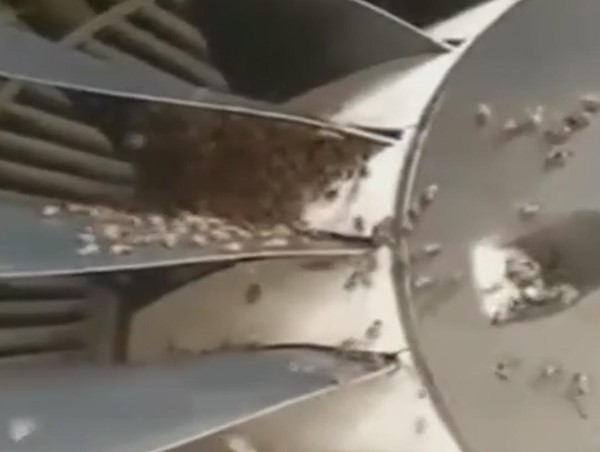 Clip: Đàn ong bám vào động cơ khiến chuyến bay từ Phú Quốc - Hà Nội bị delay 