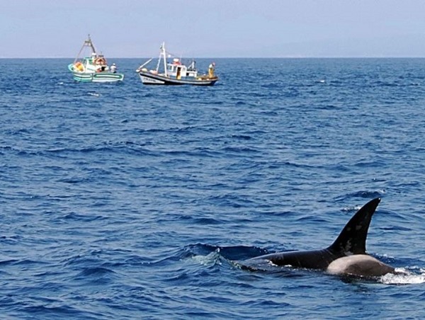 Tàu đánh cá chở 11 người bị lật do va chạm với cá voi