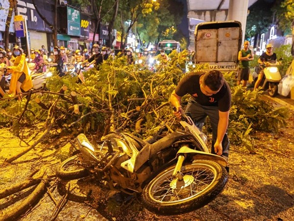 Ai chịu trách nhiệm bồi thường khi cây xanh ngã, đổ gây tai nạn?