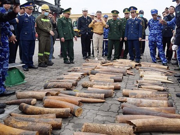 Phát hiện gần nửa tấn ngà voi nhập lậu từ châu Phi