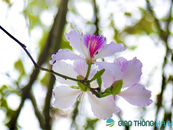 Hoa Ban khoe sắc tím cùng hoa Sưa thay lá phủ vàng góc phố Hà Nội