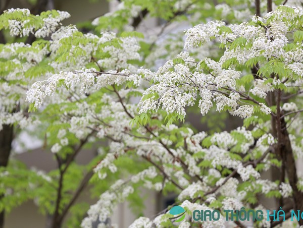 Hoa sưa trải sắc tinh khôi khắp phố phường Hà Nội