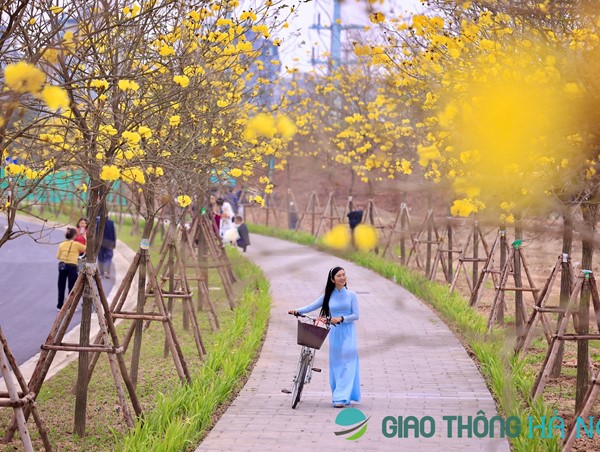 Hoa Phong Linh nở rực vàng phủ kín cung đường