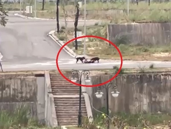 Vụ nam sinh Lào Cai bị chó cắn: Xử phạt chủ 1,5 triệu đồng