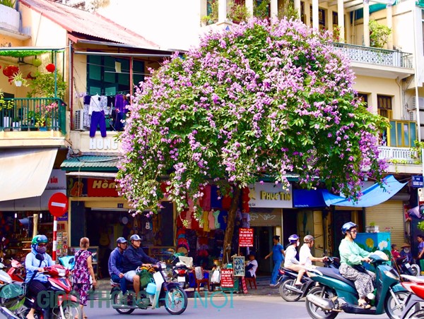 Tháng 5 về Bằng Lăng tím bung hoa khoe sắc