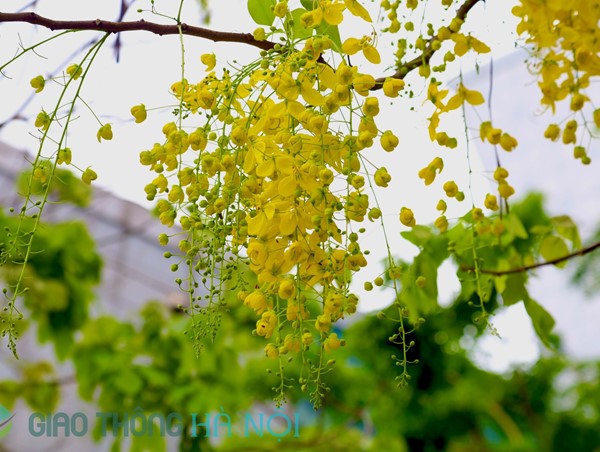 Hà Nội rực vàng màu hoa quý tộc