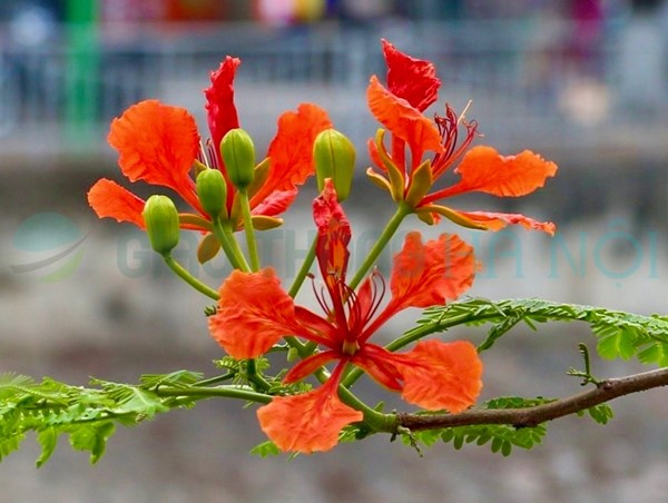 Tháng 5 rực trời sắc đỏ hoa phượng 