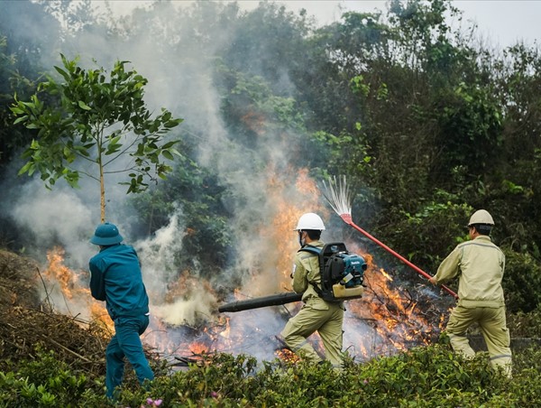 Hà Nội: Tăng cường các biện pháp bảo vệ rừng và phòng cháy, chữa cháy rừng