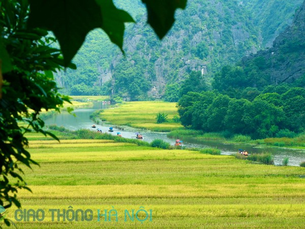 Tam Cốc – Tràng An lung linh sắc vàng mùa lúa chín