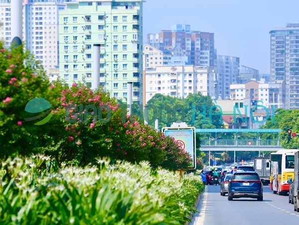 Tường Vi nở rộ khoe sắc giữa lòng Thủ đô