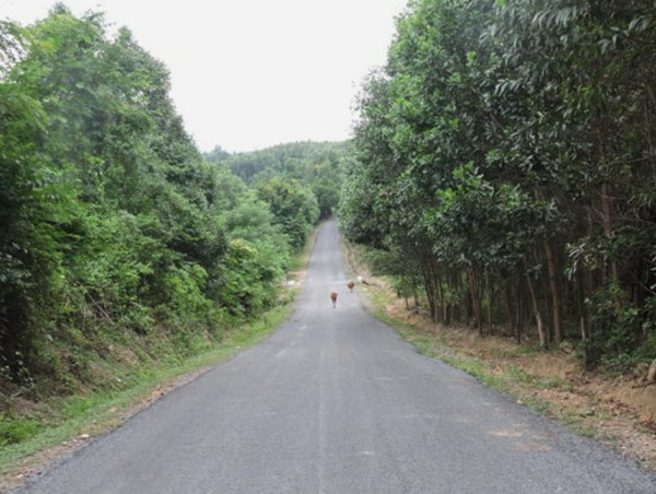 Ưu tiên đầu tư tuyến Quốc lộ 14G qua Đà Nẵng