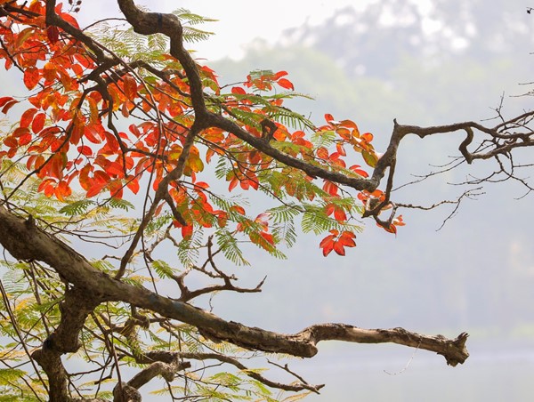 Say đắm cảnh sắc Hà Nội vào Thu