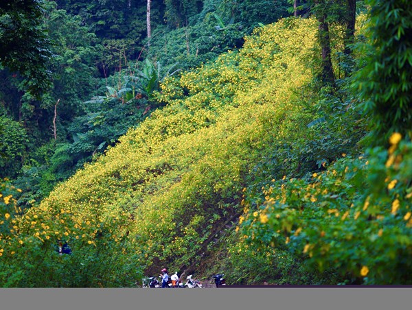 Ba Vì: Giới trẻ đổ xô đi check-in với hoa dã quỳ nở rộ