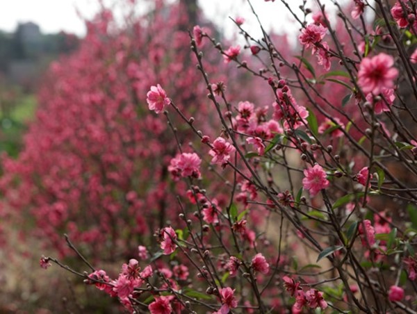 Chi tiết lịch nghỉ Tết Nguyên đán Giáp Thìn 2024 với cán bộ, công chức, viên chức, người lao động