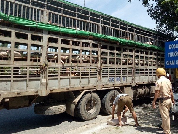 Ngành GTVT triển khai Công điện về công tác phòng, chống bệnh Dịch tả lợn châu Phi