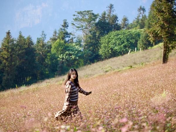 Đến Hà Giang ngắm hoa tam giác mạch bung nở khoe sắc