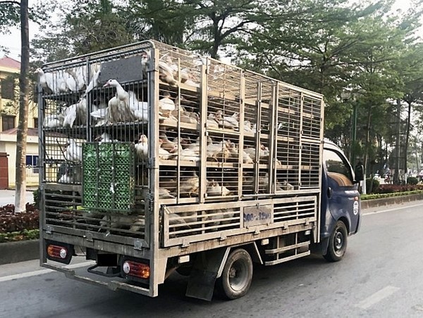 Ngăn chặn vận chuyển trái phép động vật, kiểm soát tốt dịch bệnh, bảo đảm nguồn cung thực phẩm