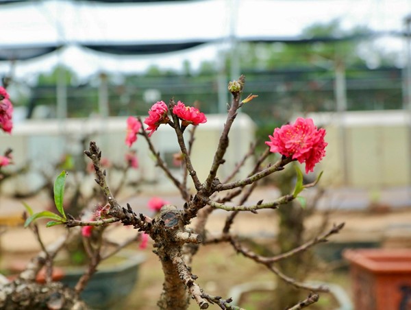 Chiêm ngưỡng loại đào “nằm phòng điều hoà” chờ ngày hoa nở đúng dịp Tết Nguyên đán