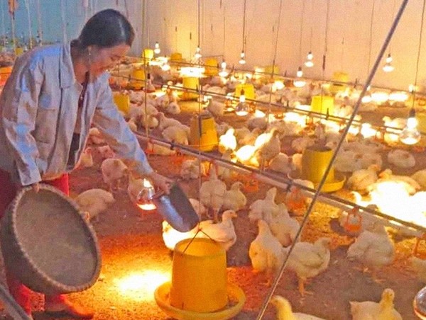 Thủ tướng yêu cầu các bộ ngành, địa phương chủ động phòng, chống rét đậm, rét hại kéo dài