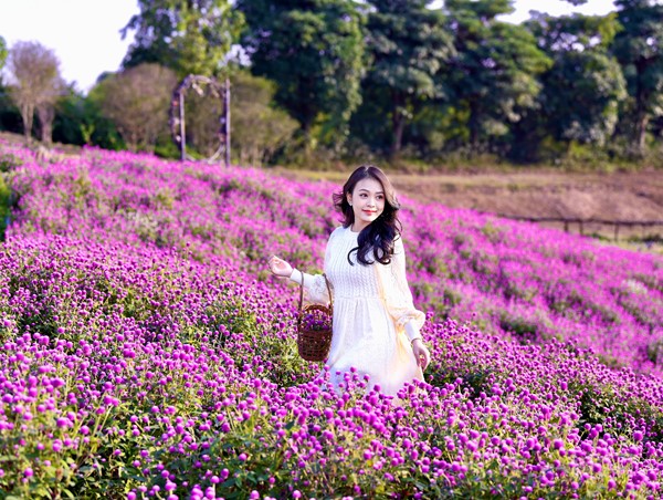 Khung cảnh trời Âu hoa Bách Nhật tím trong lòng Hà Nội