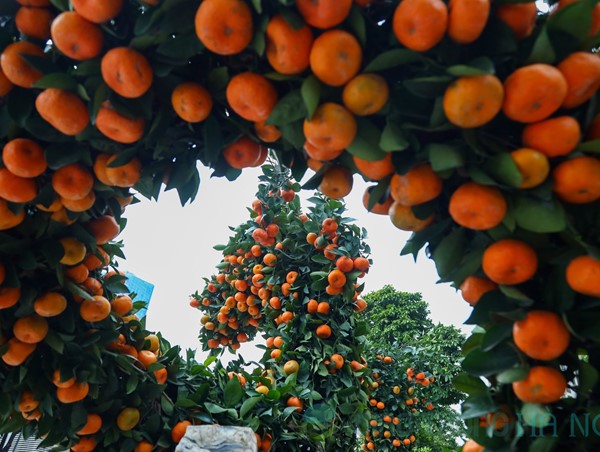 Quất cảnh tạo hình rồng chào đón Tết Giáp Thìn 2024