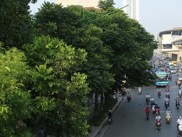 Đường phố Hà Nội “dễ chịu” nhờ cây xanh đa dạng