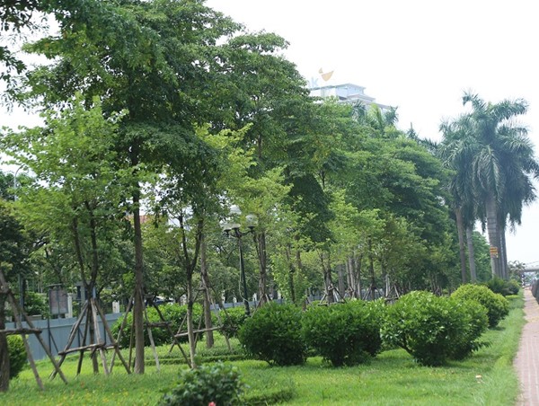 Hà Nội: Xén dải phân cách trục đường Liễu Giai – Văn Cao, cây xanh được đánh chuyển thế nào?    ​