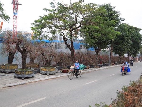 Hà Nội: Phân luồng giao thông tổ chức chợ hoa xuân Tết Nhâm Dần