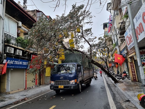 Hà Nội: Cây xanh bật gốc đổ trúng xe tải