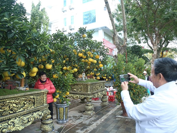 Đào, quất “xuống phố” chuẩn bị đón Tết