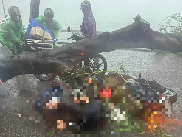 Hà Nội: cây đổ ngang đường khiến 2 người thương vong