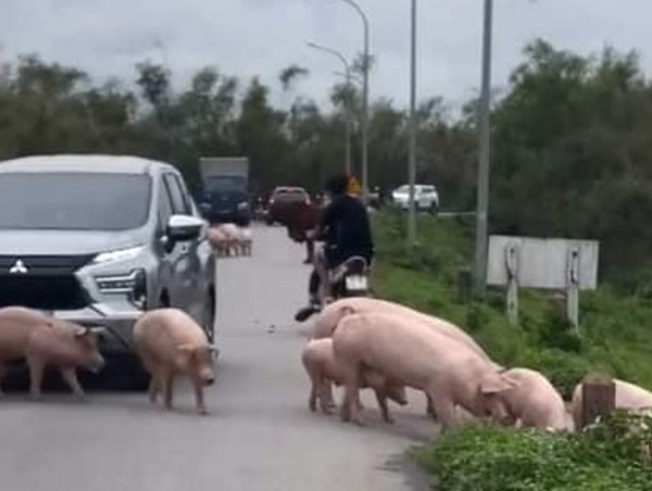 Tài xế xe ô tô, tăng ga đâm vào đàn lợn đang chạy lũ