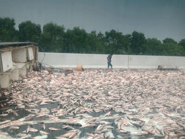 Xe tải chở hàng tấn cá bất ngờ bị lật trên cao tốc Hà Nội – Hải Phòng