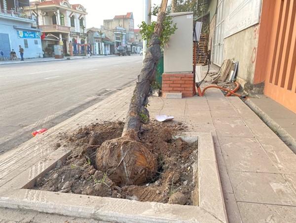 Quảng Ninh: Tài xế ôm cua húc đổ cây bên đường