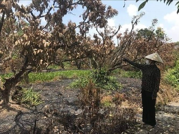 Hải Dương lên tiếng vụ 2 vườn vải nghi bị đốt cháy trong đêm